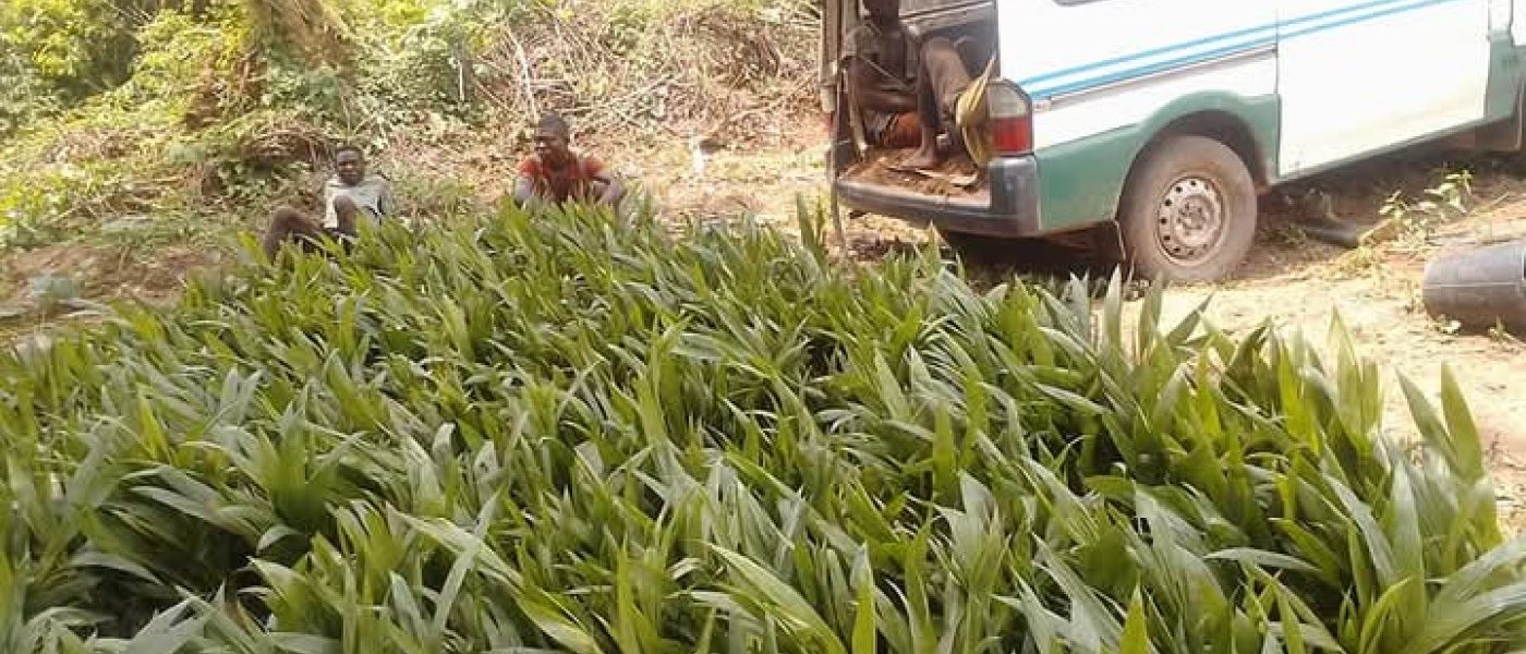 Tenera oil palm seedlings, hybrid plantain sucker, hybrid cocoa seedlings etc