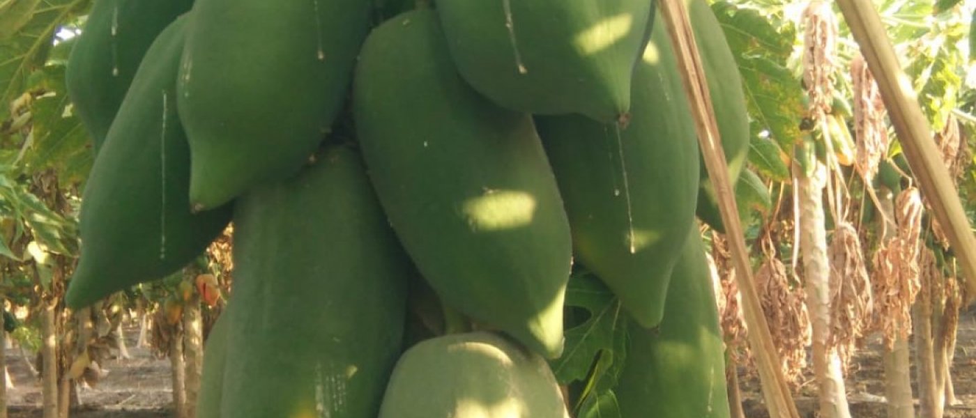 Papaya