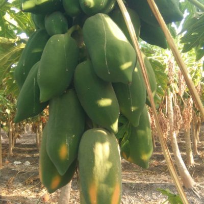 Papaya