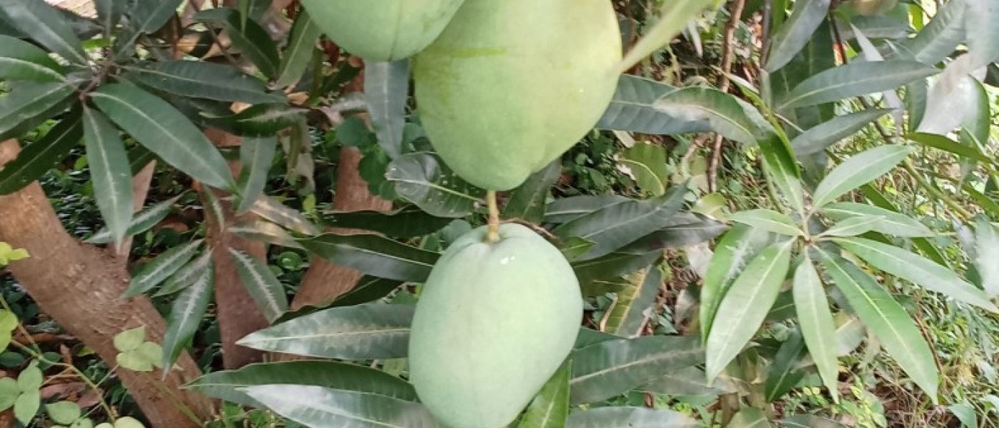Fresh organic Immam pasand mangoes available
