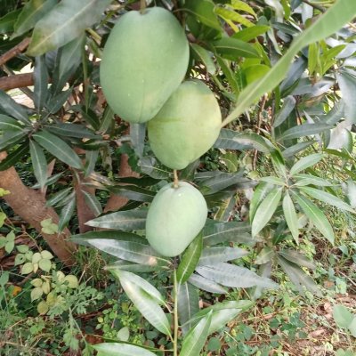 Fresh organic Immam pasand mangoes available