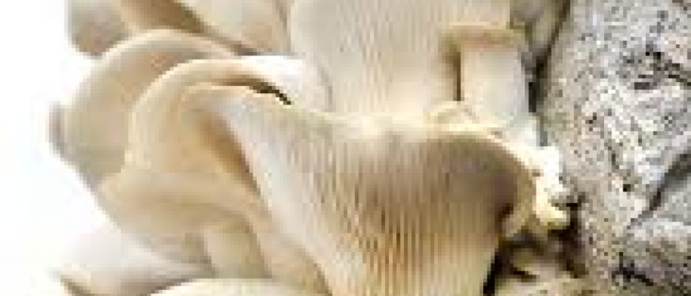 Fresh and dry Mushrooms