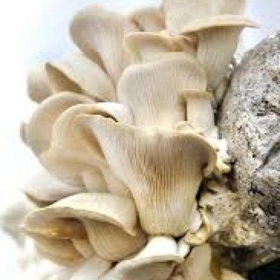 Fresh and dry Mushrooms