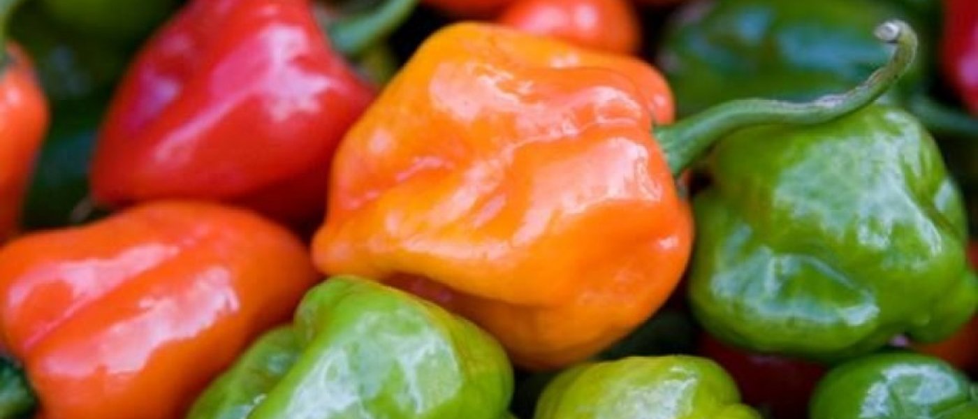 Habanero Peppers