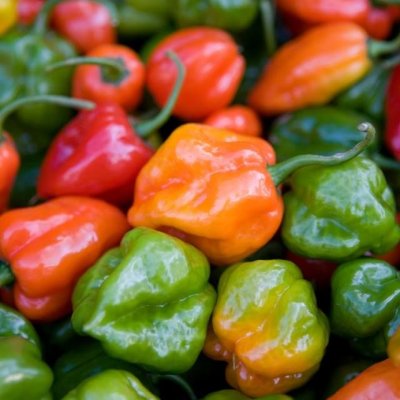 Habanero Peppers