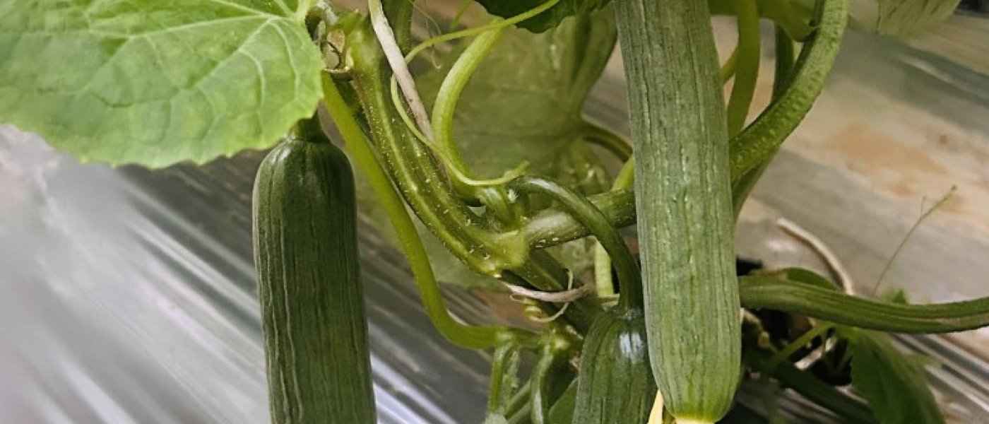 Hybrid cucumber