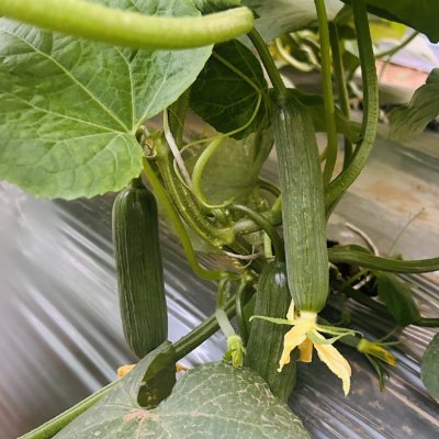Hybrid cucumber