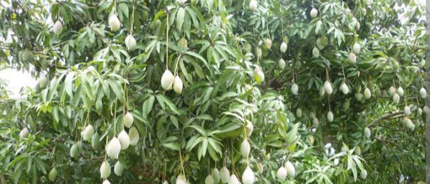 Mangoes
