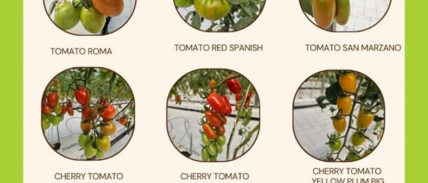 Cherry tomatoes, lettuce