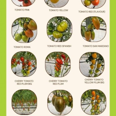 Cherry tomatoes, lettuce