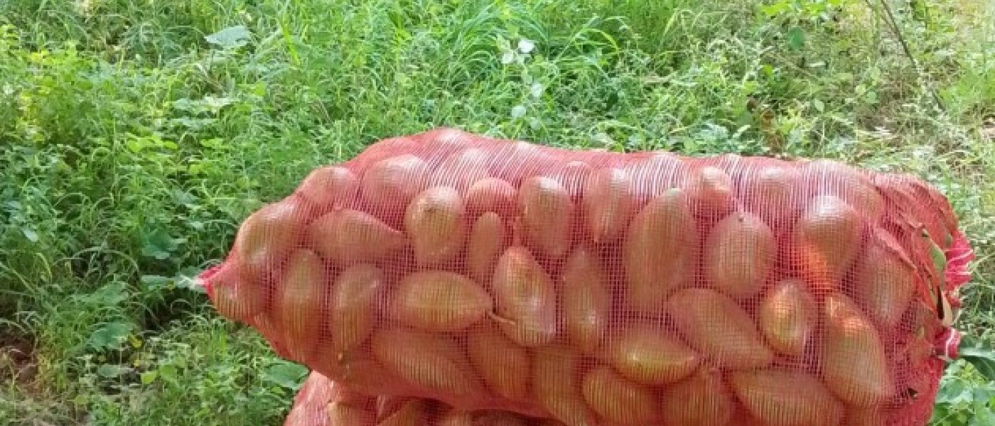mango