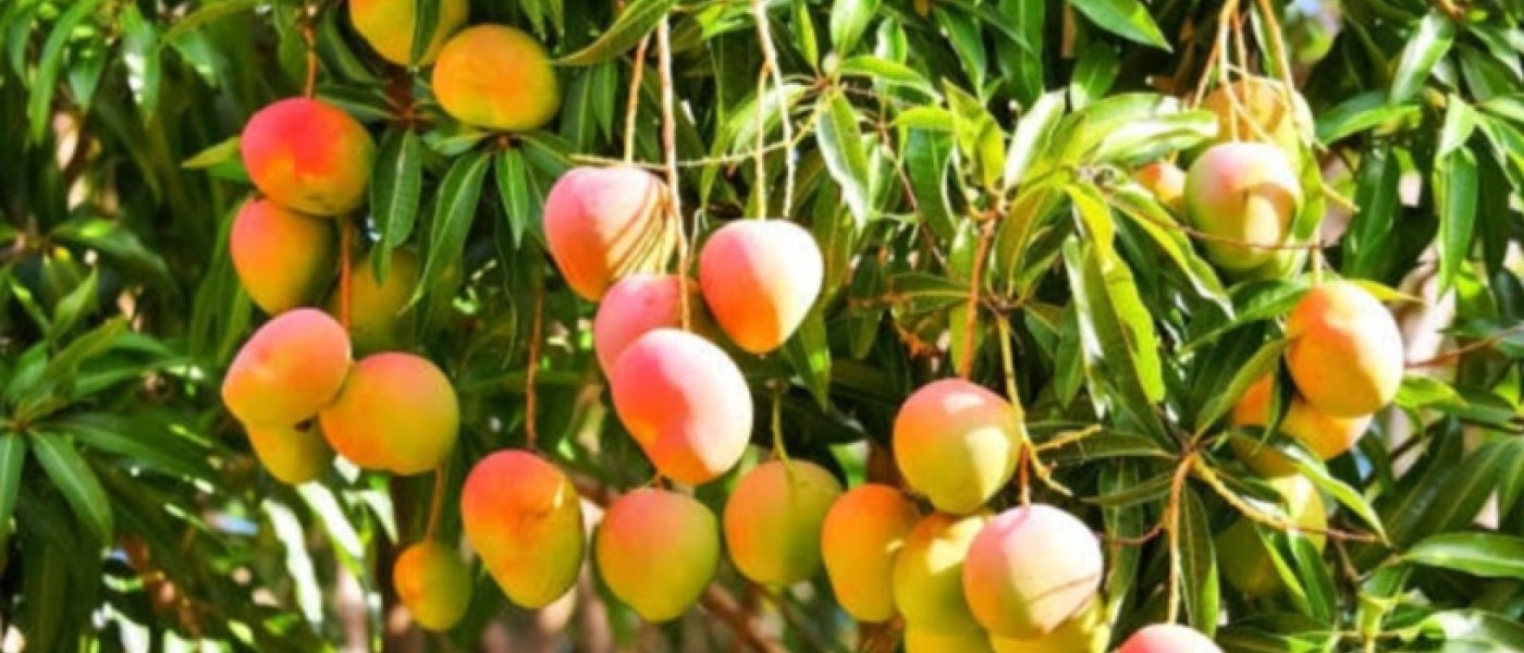 JUICY MANGOES AND FRESH CUSTARD APPLE