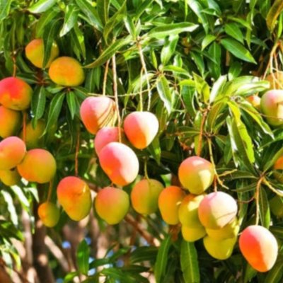 JUICY MANGOES AND FRESH CUSTARD APPLE