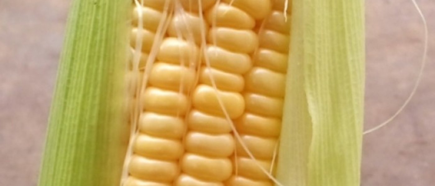 Fresh big Sweet Corn