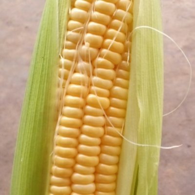 Fresh big Sweet Corn
