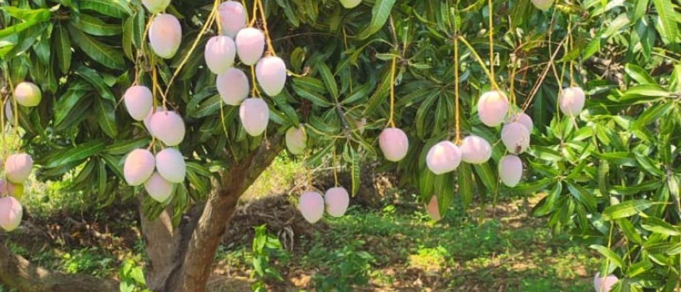 Mangoes