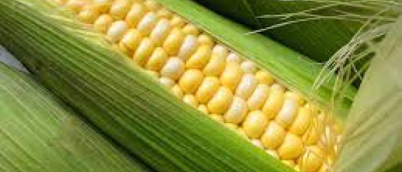 Fresh Sweet Corn