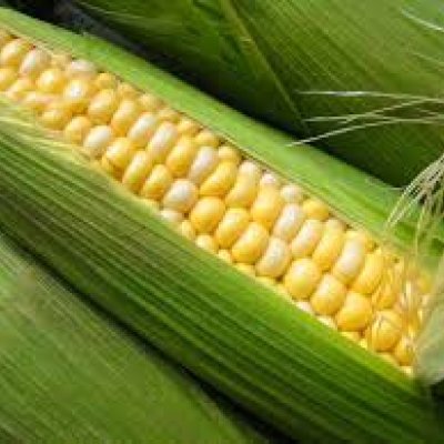 Fresh Sweet Corn