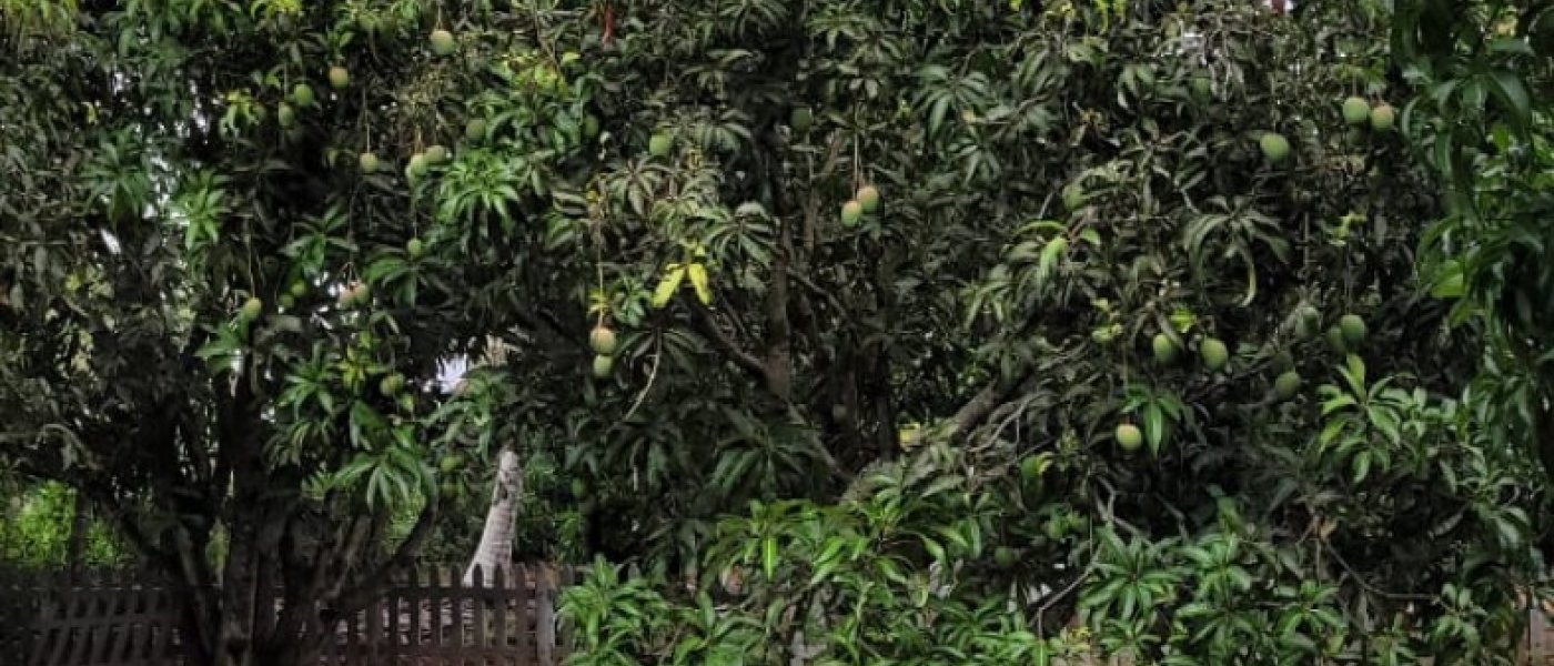 Mango