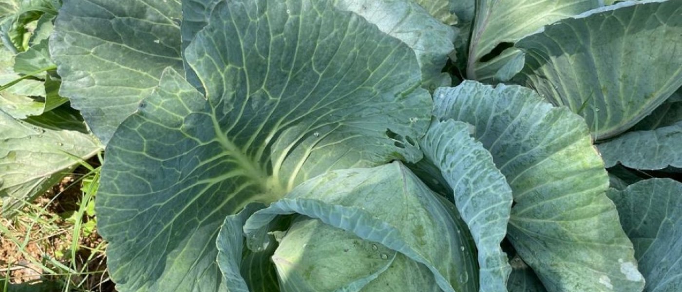🌿 Fresh, Organic Cabbage – Grown Naturally, Protected Safely 🥬