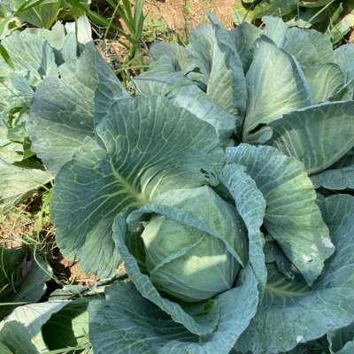 🌿 Fresh, Organic Cabbage – Grown Naturally, Protected Safely 🥬