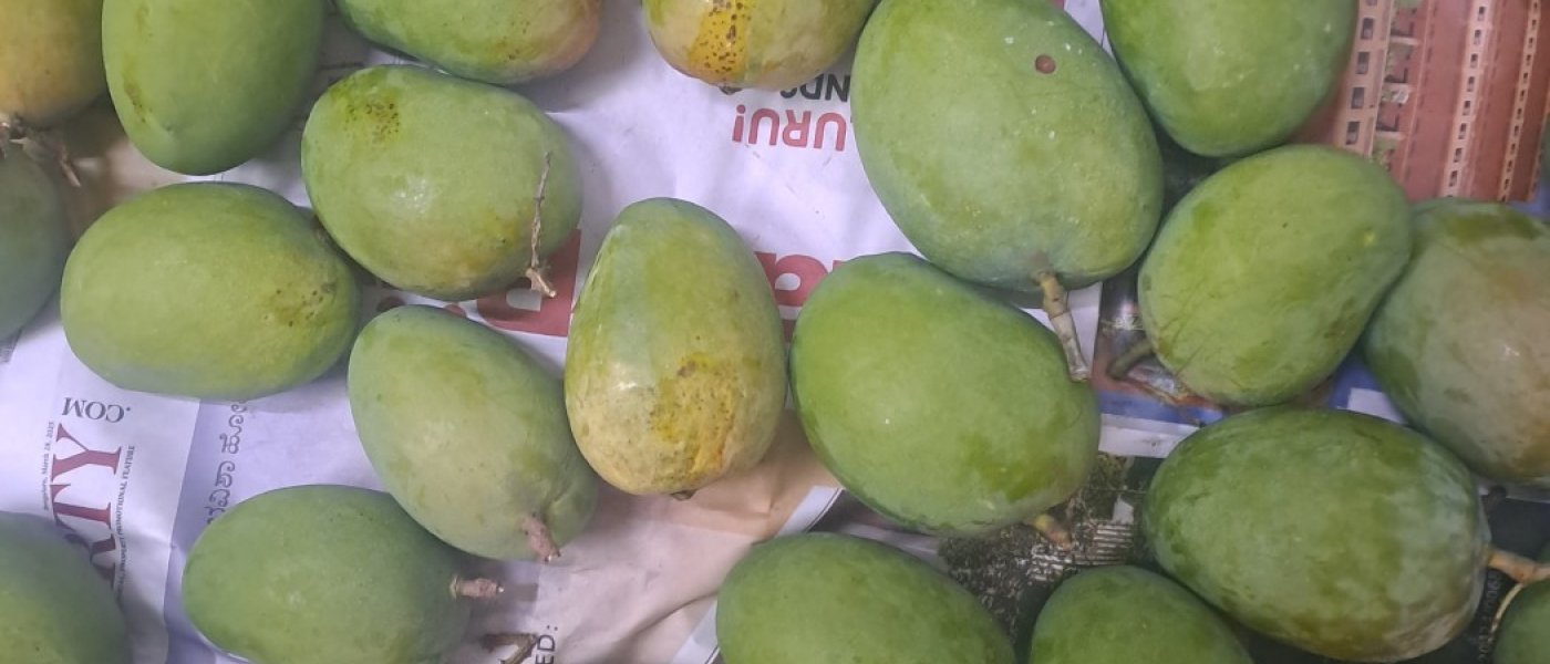 Alphonso mangoes ripened naturally