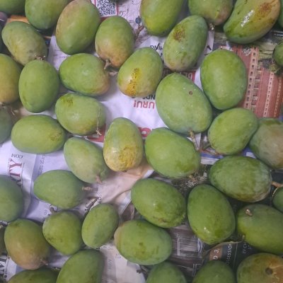 Alphonso mangoes ripened naturally