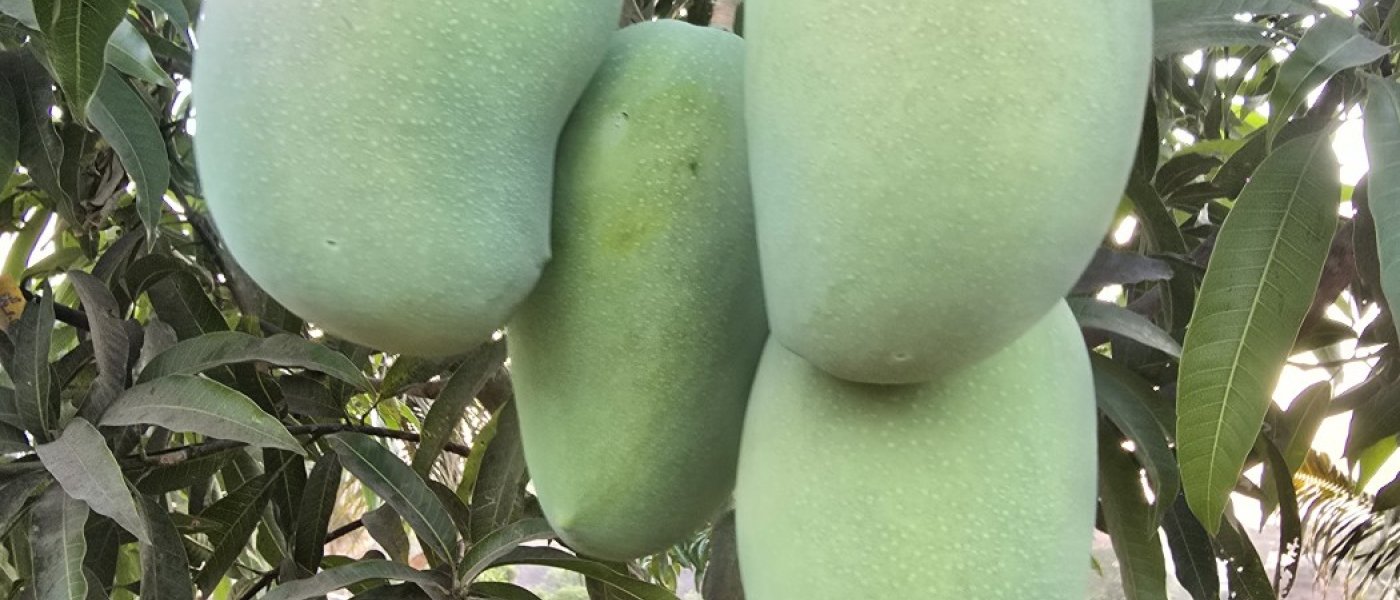 Kesar Mango, Guava, Papaya