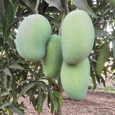 Kesar Mango, Guava, Papaya