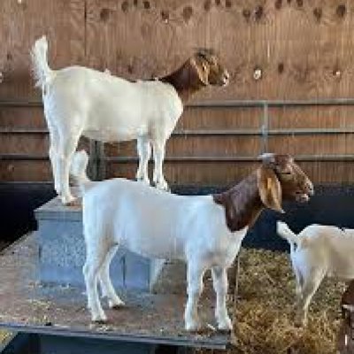 Boer Goat for sale in Nigeria