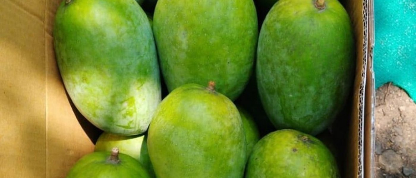 100% organic kesar mangoes