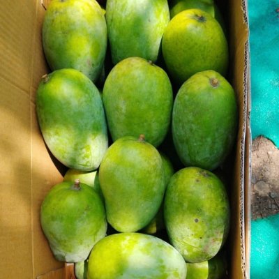 100% organic kesar mangoes
