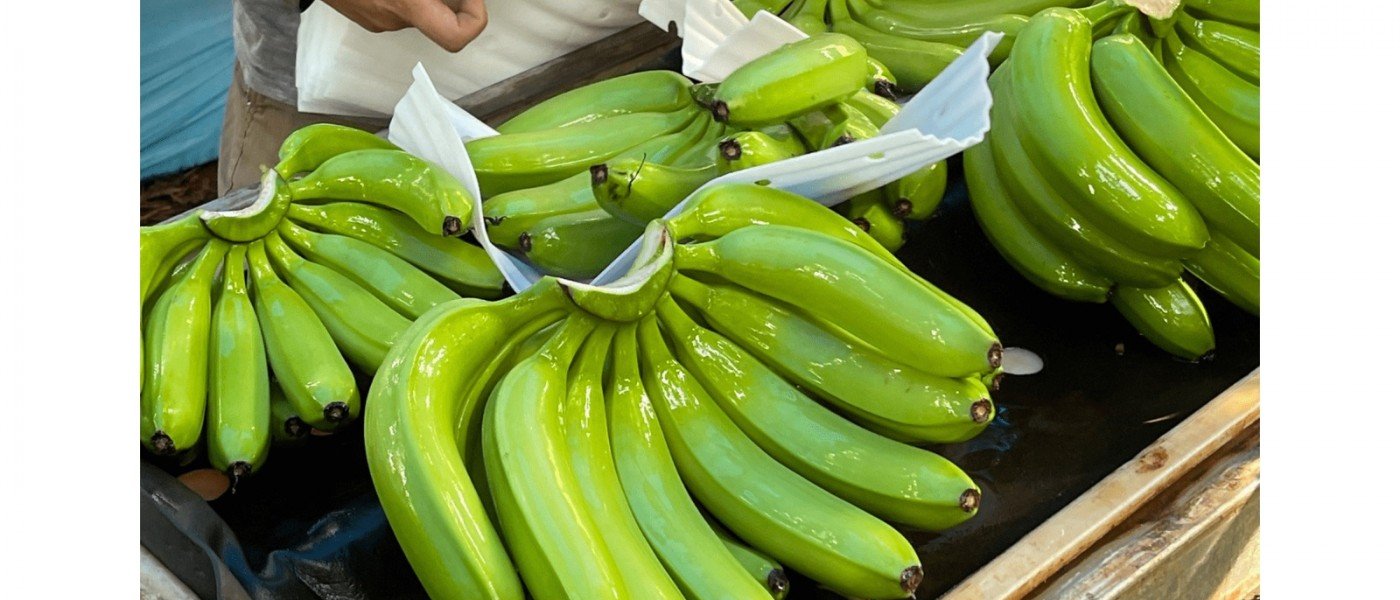 Cavendish banana