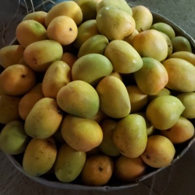 Fresh cut Alphonso mangoes