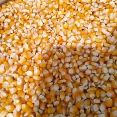 𝗖𝗼𝗿𝗻, 𝘄𝗵𝗲𝗮𝘁, 𝗺𝗶𝗹𝗹𝗲𝘁, 𝗯𝗲𝗮𝗻𝘀