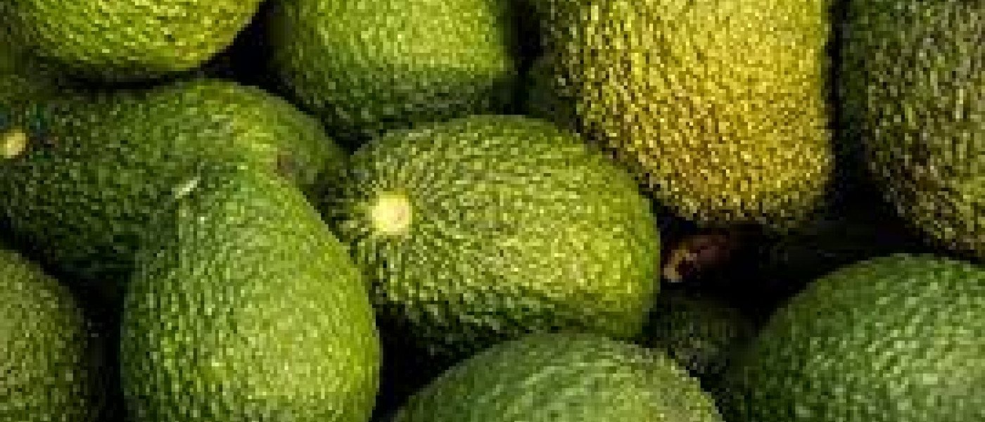 HASS AVOCADO
