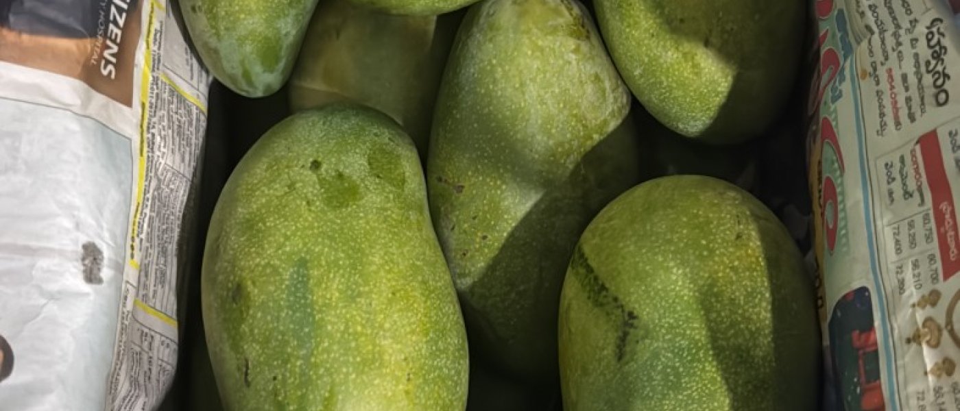 Mangoes (Cheruku Rasalu & Banganapalli)