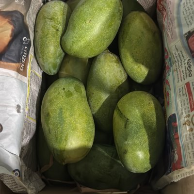 Mangoes (Cheruku Rasalu & Banganapalli)