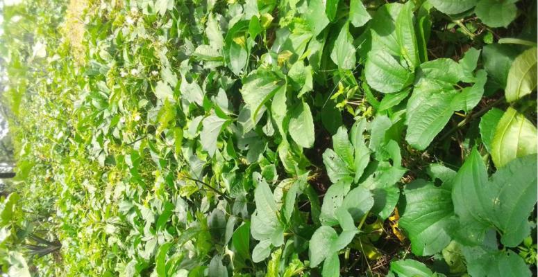 Vegetables (Fluted Pumpkin and African Spinach)