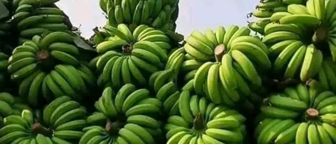 Plantain available for sale please