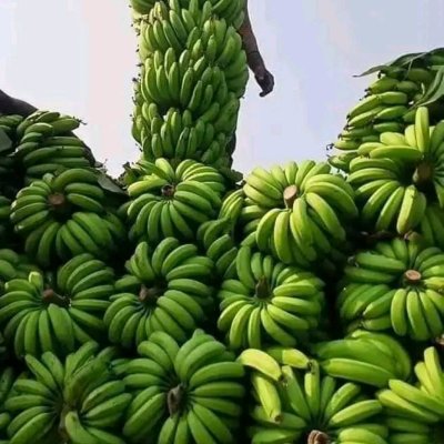 Plantain available for sale please