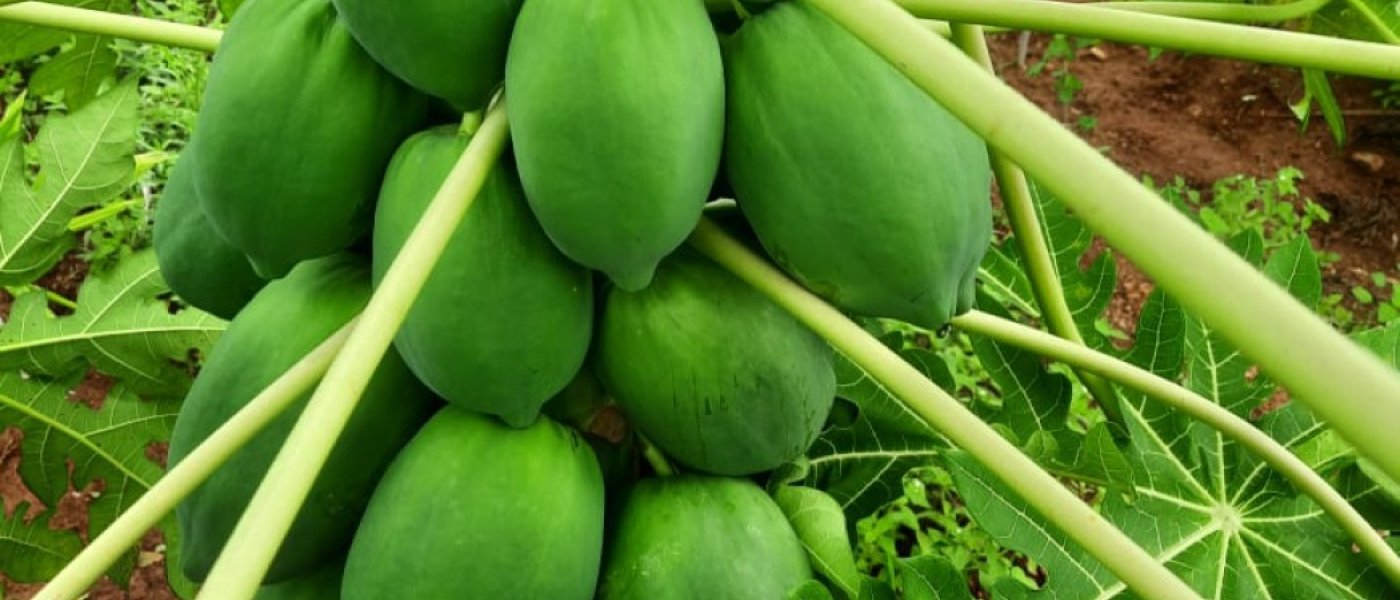 Fresh juicy papayas