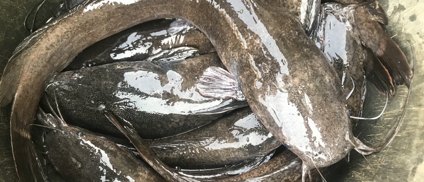 Catfish