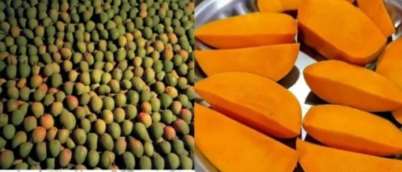 Mango