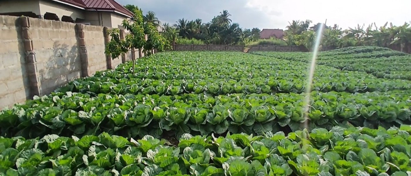 Fresh green healthy cabbage