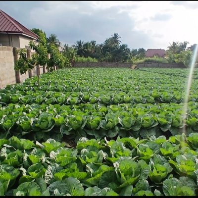 Fresh green healthy cabbage