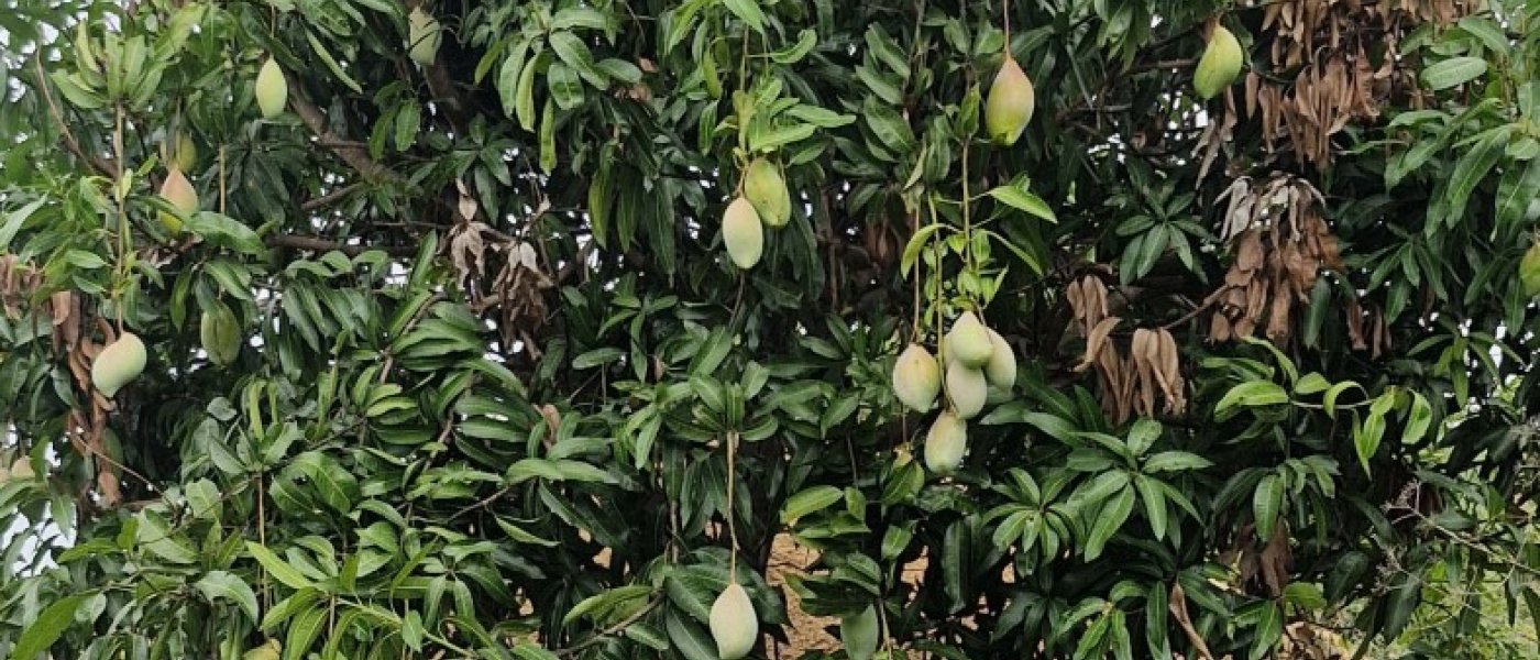 Mangoes