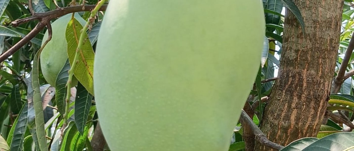 FRESH Banganapalle Mangoes, naturally riped