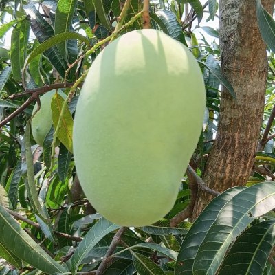 FRESH Banganapalle Mangoes, naturally riped