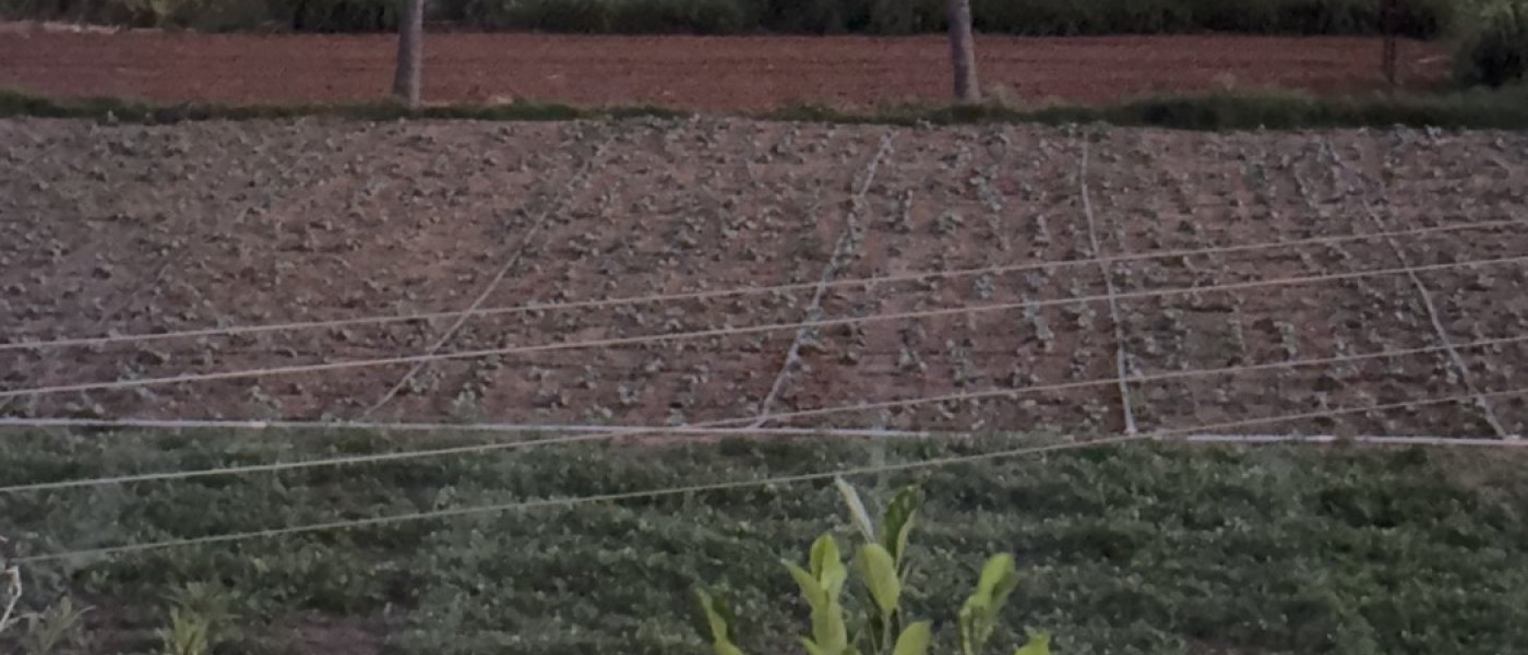 Coriander